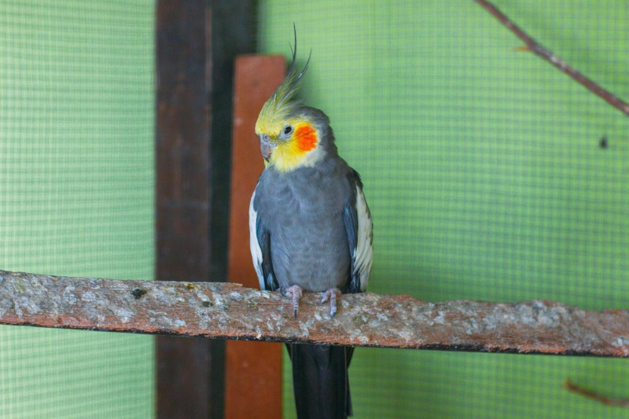 Pousada Campo Alegre Itatiaia  Exterior photo